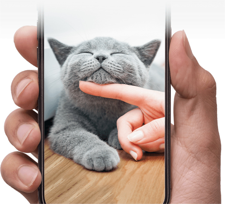 mano che tiene uno smartphone che mostra un gatto grigio che viene coccolato