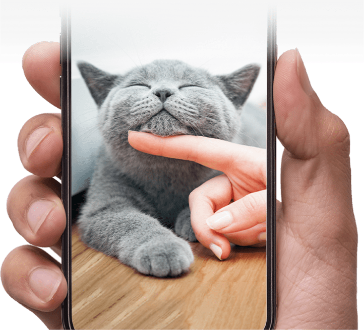 mano che tiene uno smartphone che mostra un gatto grigio che viene coccolato