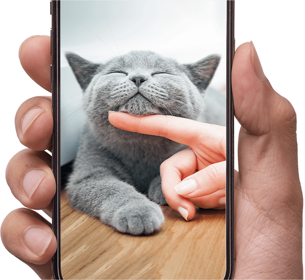 mano che tiene uno smartphone che mostra un gatto grigio che viene coccolato